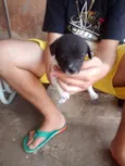 Filhotes