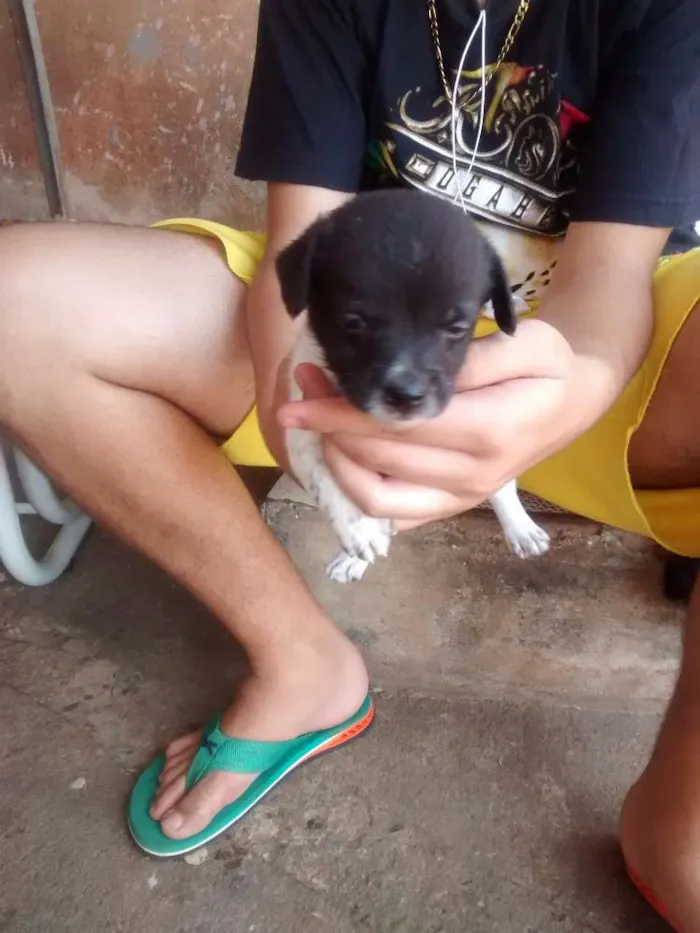 Cachorro ra a Poodle com viralata idade Abaixo de 2 meses nome Filhotes