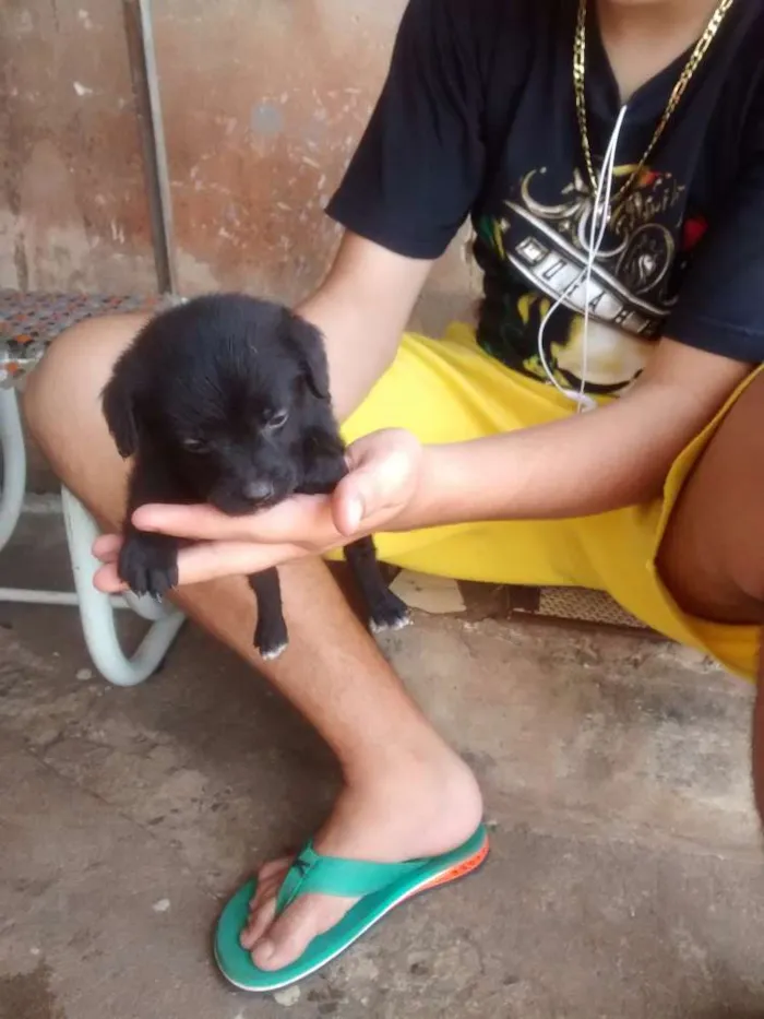 Cachorro ra a Poodle com viralata idade Abaixo de 2 meses nome Filhotes