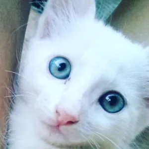 Gato raça SRD idade Abaixo de 2 meses nome FILHOTES 