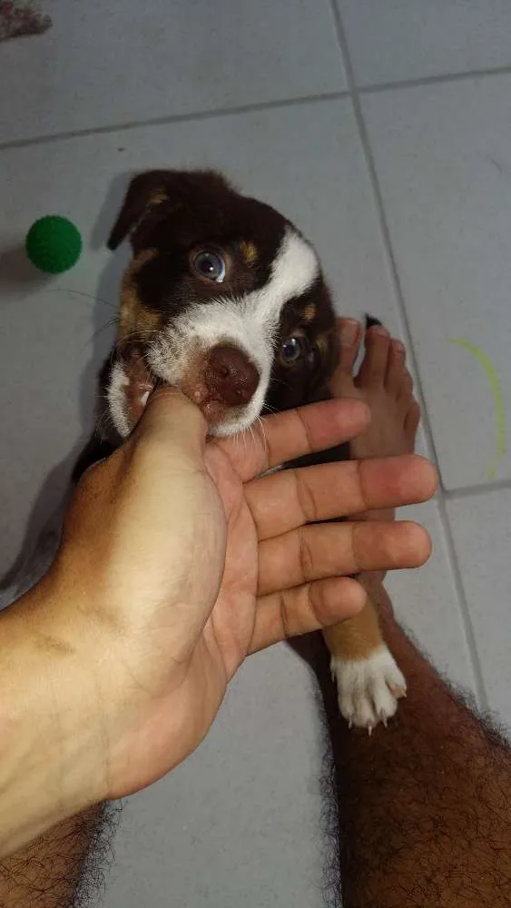 Cachorro ra a Mistura de husky com labrador  idade Abaixo de 2 meses nome Thor 