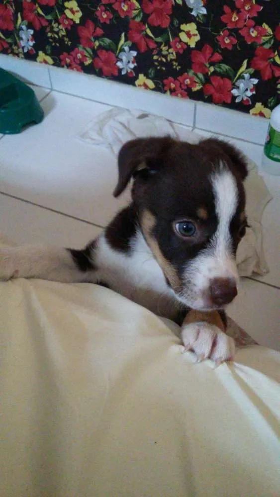 Cachorro ra a Mistura de husky com labrador  idade Abaixo de 2 meses nome Thor 