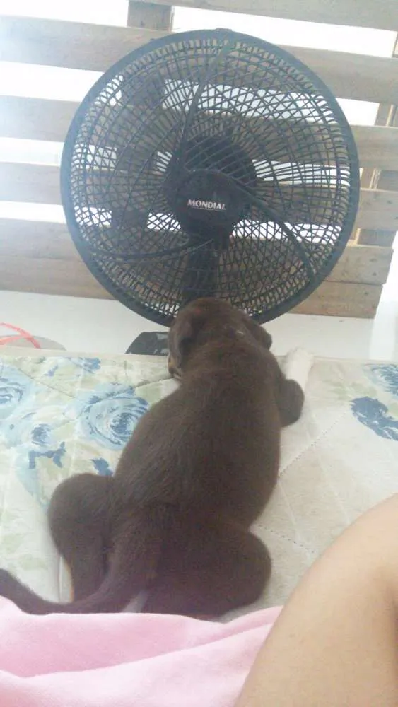 Cachorro ra a Mistura de husky com labrador  idade Abaixo de 2 meses nome Thor 