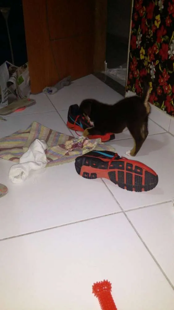 Cachorro ra a Mistura de husky com labrador  idade Abaixo de 2 meses nome Thor 