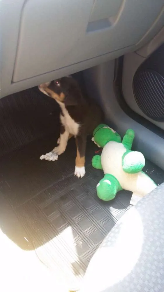 Cachorro ra a Mistura de husky com labrador  idade Abaixo de 2 meses nome Thor 