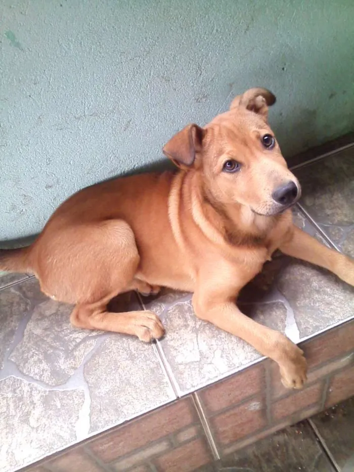 Cachorro ra a Vira-Latas idade 2 a 6 meses nome Nina