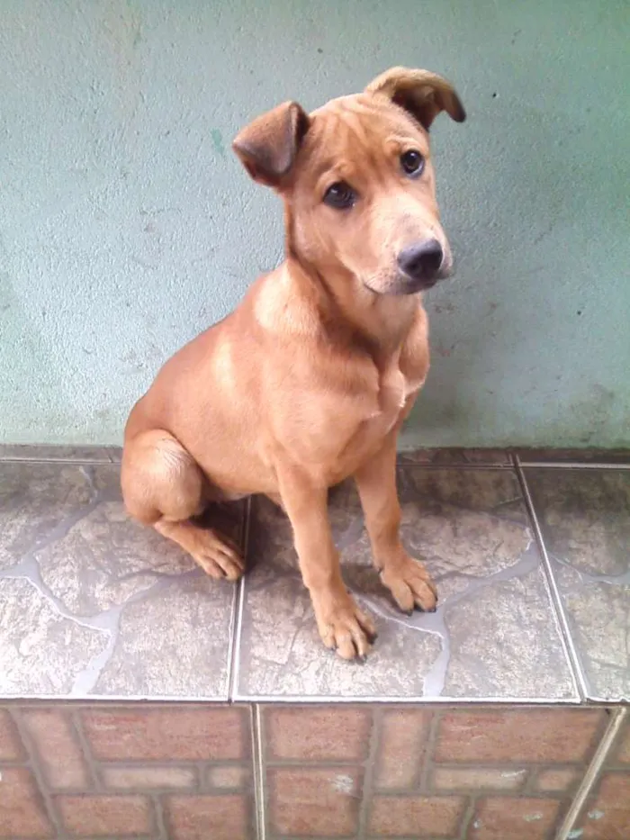 Cachorro ra a Vira-Latas idade 2 a 6 meses nome Nina