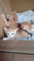Gato