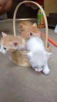 Gato