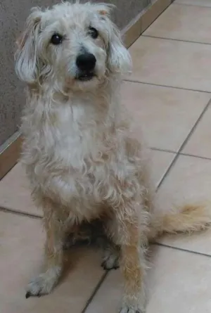 Cachorro raça SRD idade 6 ou mais anos nome Sem Nome