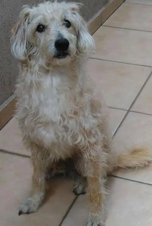 Cachorro ra a SRD idade 6 ou mais anos nome Sem Nome