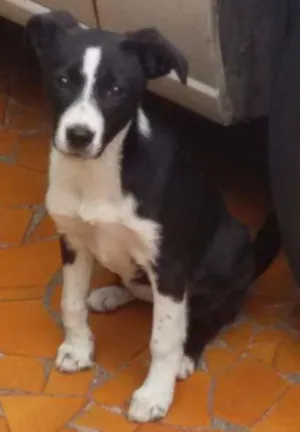 Cachorro raça Não sei  idade 7 a 11 meses nome Pretinha 