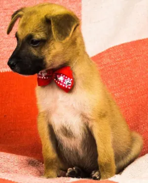 Cachorro raça SRD idade 2 a 6 meses nome BOOMER