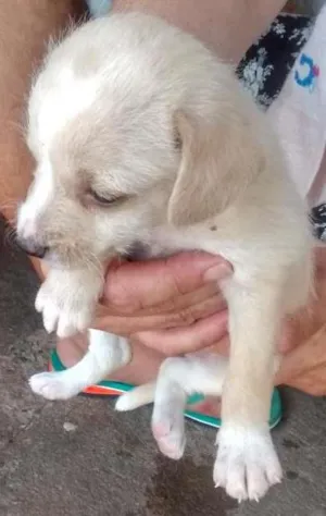 Cachorro raça Poodle com viralata idade Abaixo de 2 meses nome Filhotes