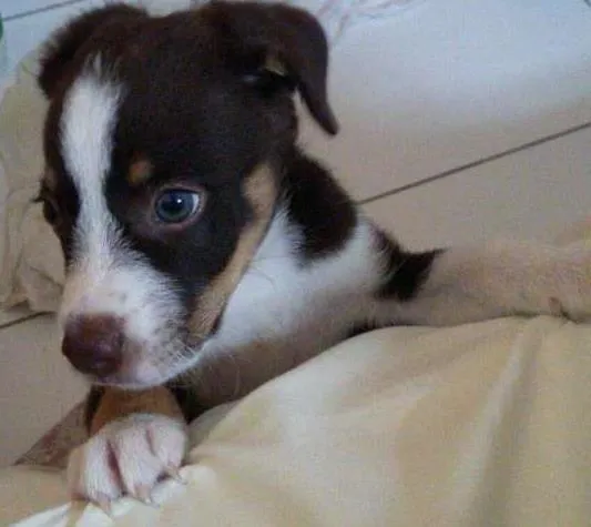 Cachorro ra a Mistura de husky com labrador  idade Abaixo de 2 meses nome Thor 