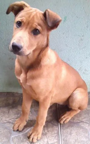 Cachorro raça Vira-Latas idade 2 a 6 meses nome Nina