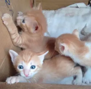 Gato raça  idade 2 a 6 meses nome Gato