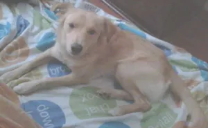 Cachorro raça SRD idade 2 anos nome Paçoquita