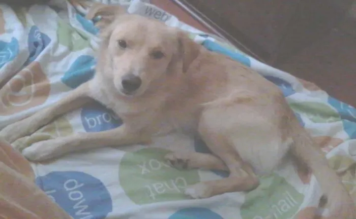 Cachorro ra a SRD idade 2 anos nome Paçoquita