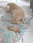 Paçoquita