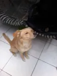 Paçoquita