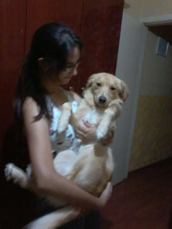 Cachorro ra a SRD idade 2 anos nome Paçoquita
