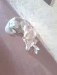 Paçoquita