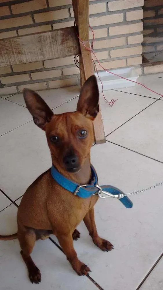 Cachorro ra a Pinscher idade 1 ano nome Fred