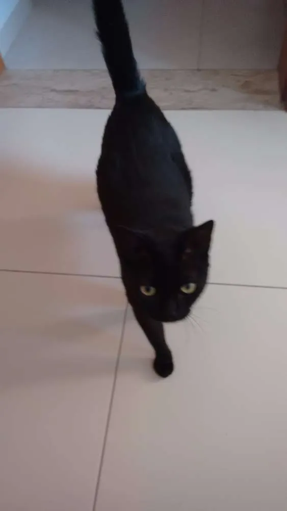 Gato ra a SRD idade 7 a 11 meses nome Menina