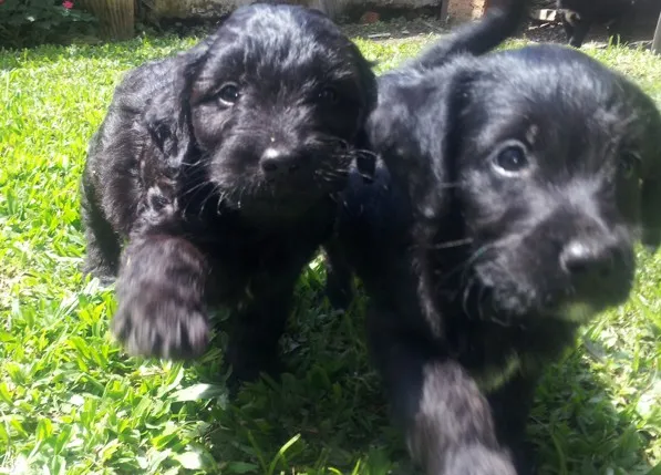Cachorro ra a indefinido idade Abaixo de 2 meses nome 01