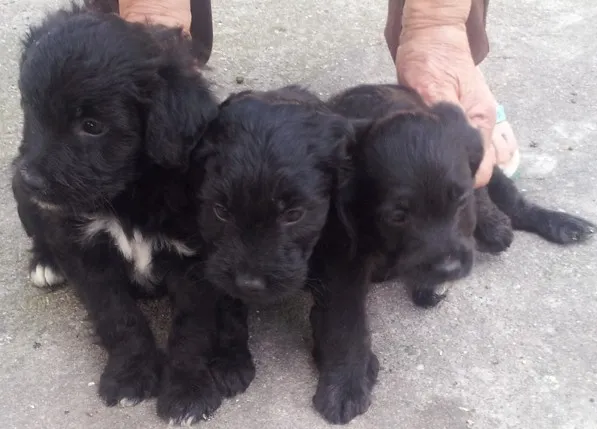 Cachorro ra a indefinido idade Abaixo de 2 meses nome 01