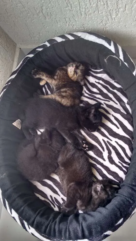 Cachorro ra a SRD idade Abaixo de 2 meses nome Sem nome