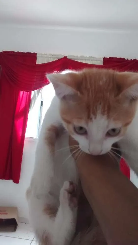 Gato ra a Vira lata idade 2 a 6 meses nome Gatinhos