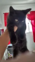 Gatinhos