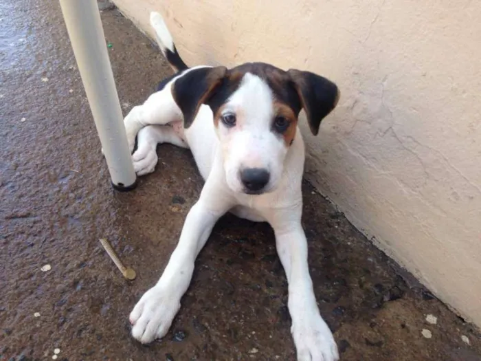 Cachorro ra a  idade  nome Lolita