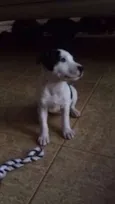 Lolita