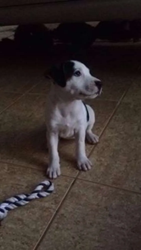 Cachorro ra a  idade  nome Lolita