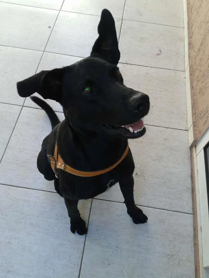 Cachorro ra a Labrador idade 3 anos nome Negão
