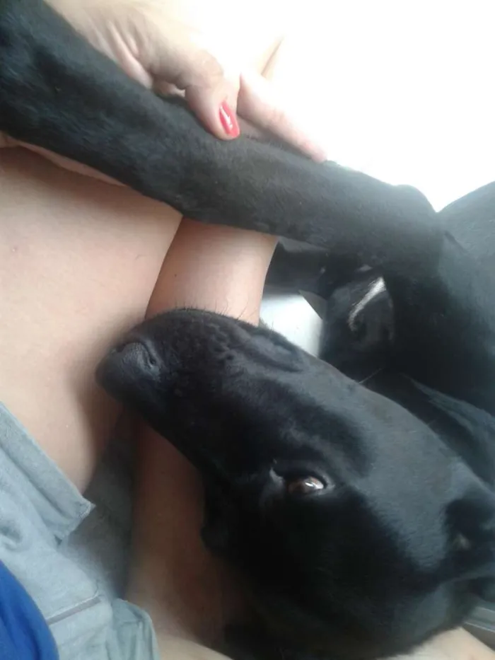 Cachorro ra a Labrador idade 3 anos nome Negão