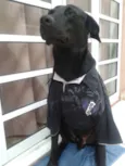 Negão