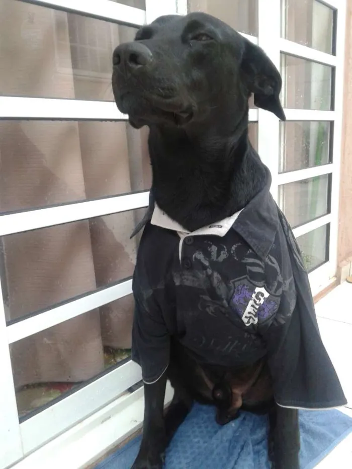Cachorro ra a Labrador idade 3 anos nome Negão