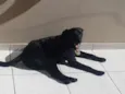 Negão