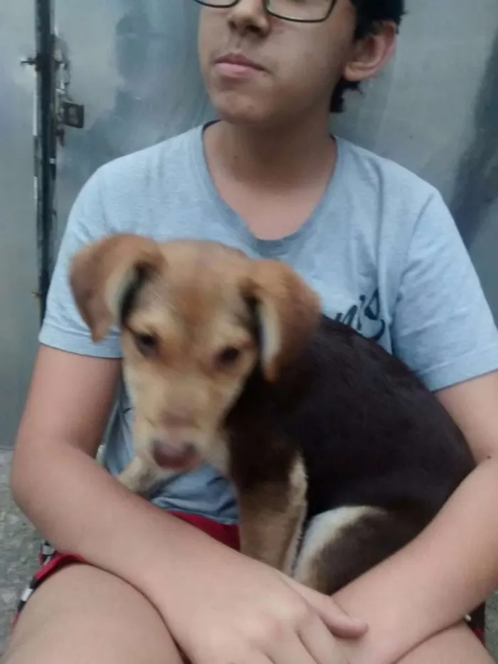 Cachorro ra a Desconhecido idade 2 a 6 meses nome Twix