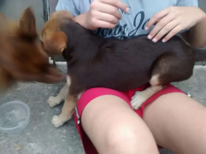 Cachorro ra a Desconhecido idade 2 a 6 meses nome Twix
