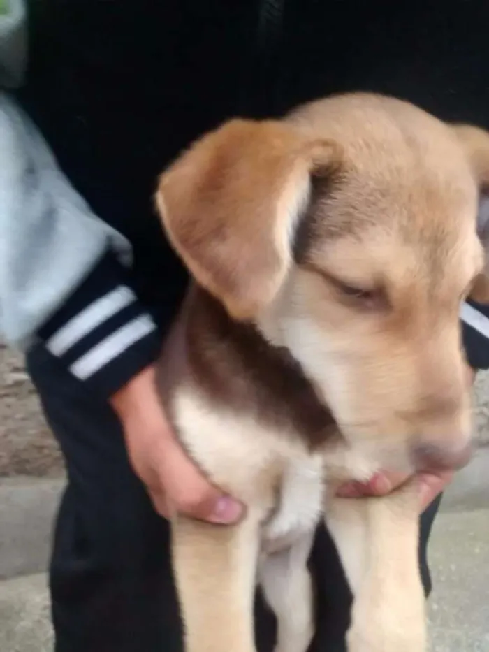 Cachorro ra a Desconhecido idade 2 a 6 meses nome Twix