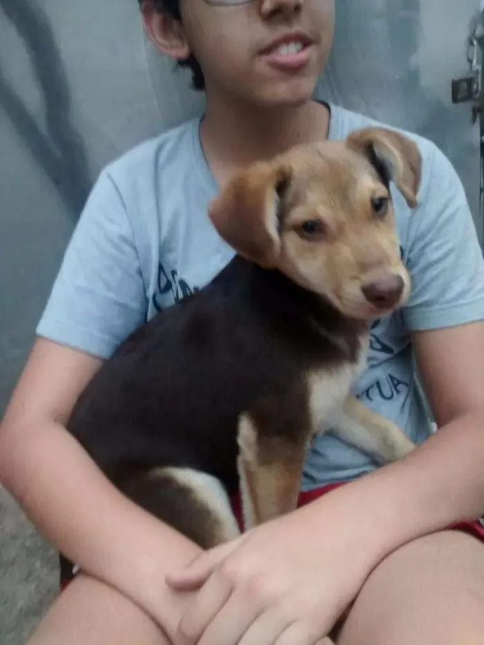 Cachorro ra a Desconhecido idade 2 a 6 meses nome Twix
