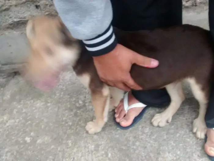 Cachorro ra a Desconhecido idade 2 a 6 meses nome Twix