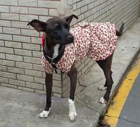 Cachorro ra a srd idade 1 ano nome Laisa