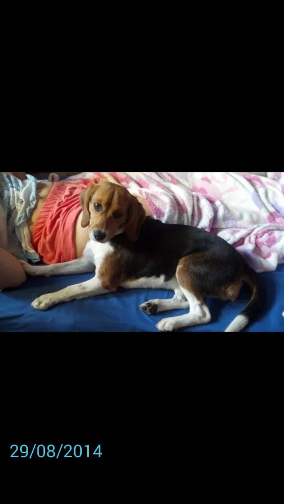 Cachorro ra a Beagle idade 2 anos nome Susi