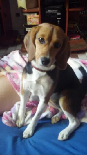 Cachorro raça Beagle idade 2 anos nome Susi